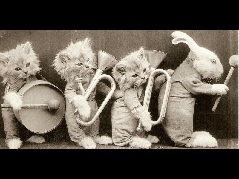 Kittens and Rabbit Band