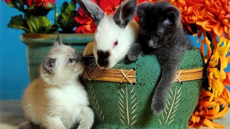 Kittens and Rabbit in Basket — Green