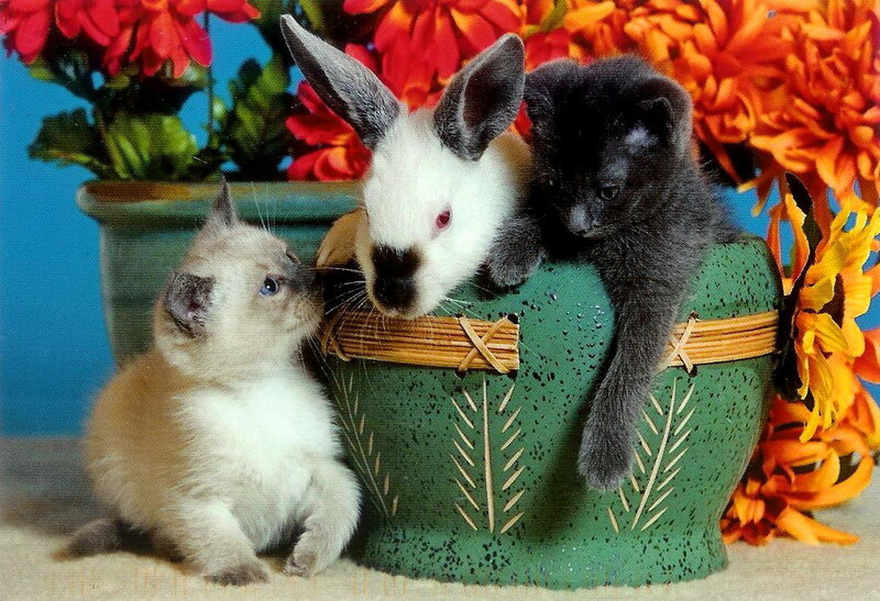 Kittens and Rabbit in Basket
