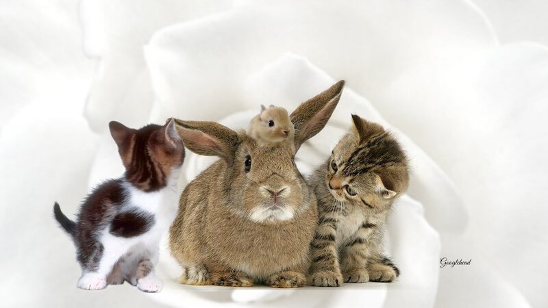 Kittens and Rabbit
