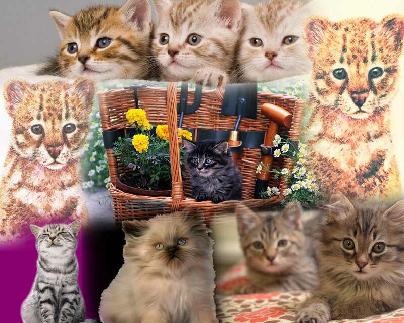 Kittens and Wild Cats
