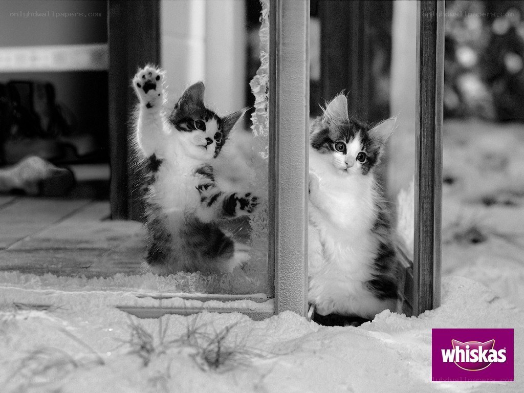 kittens at the glass door