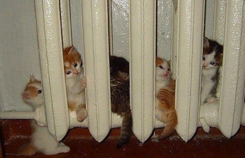 Kittens Behind Radiator