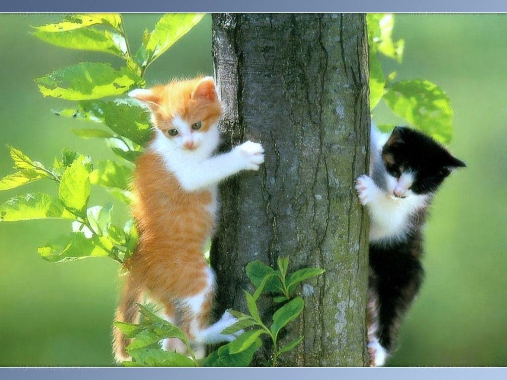 kittens climbing a tree