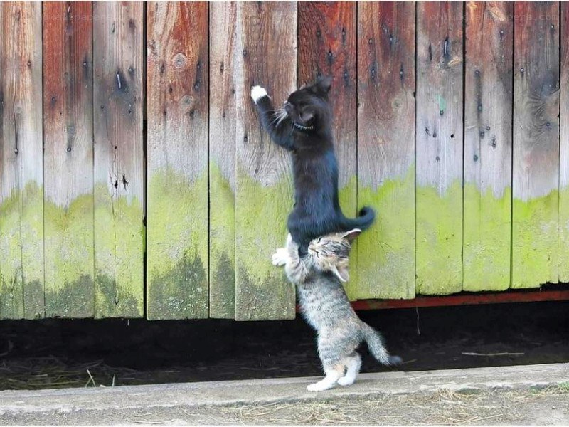 kittens climbing fence