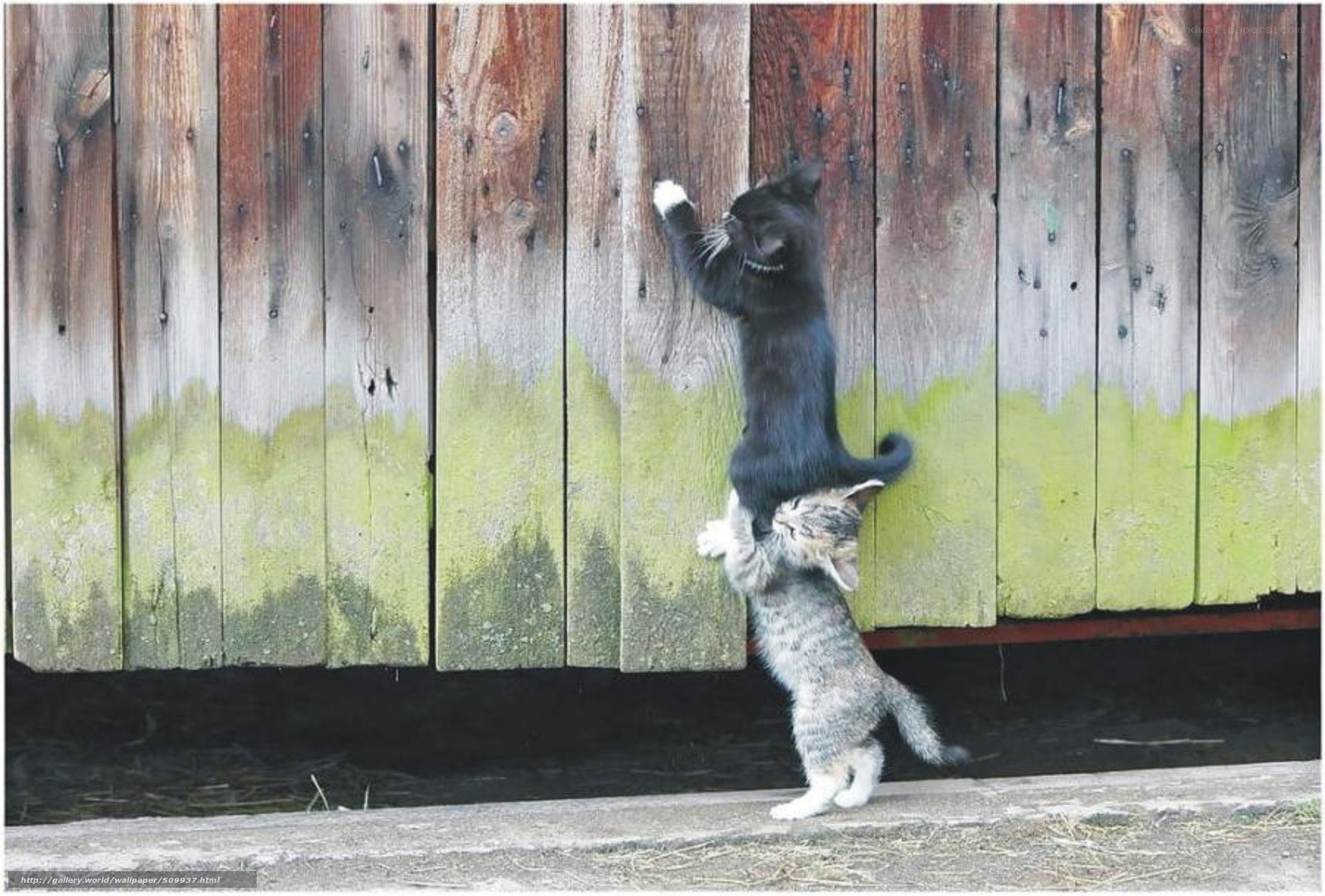 kittens climbing fence