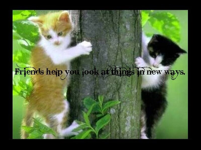 Kittens Climbing Tree