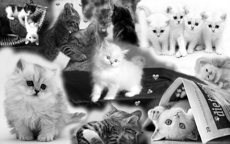 Kittens Collage