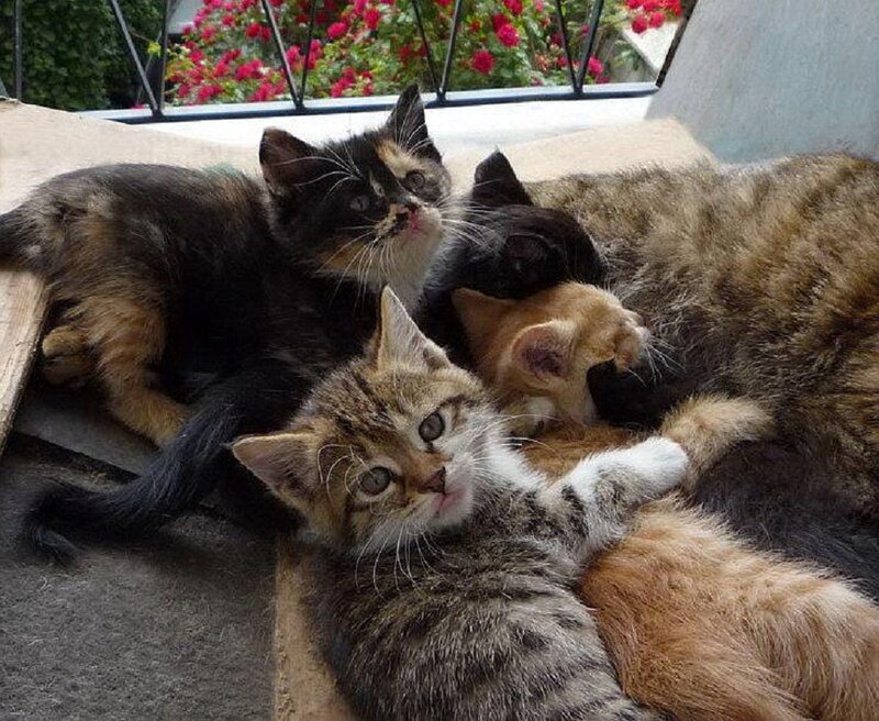 Kittens Cuddling Together
