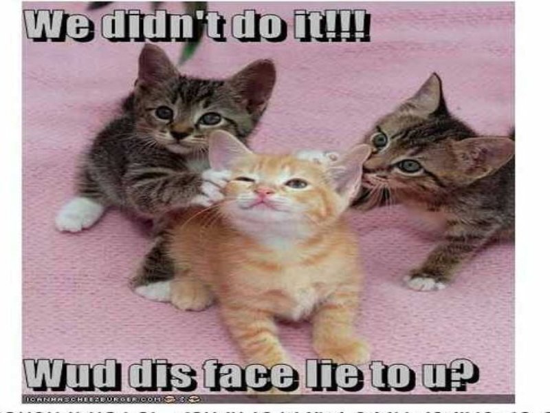 kittens denying guilt