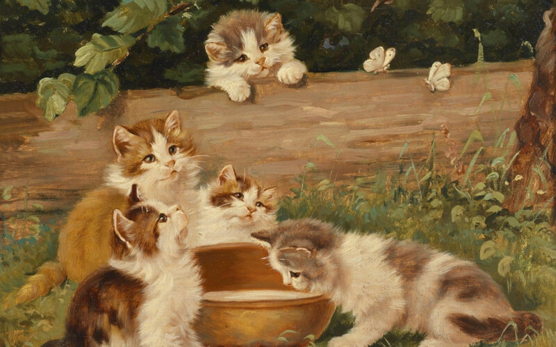 Kittens Drinking Milk — Brown