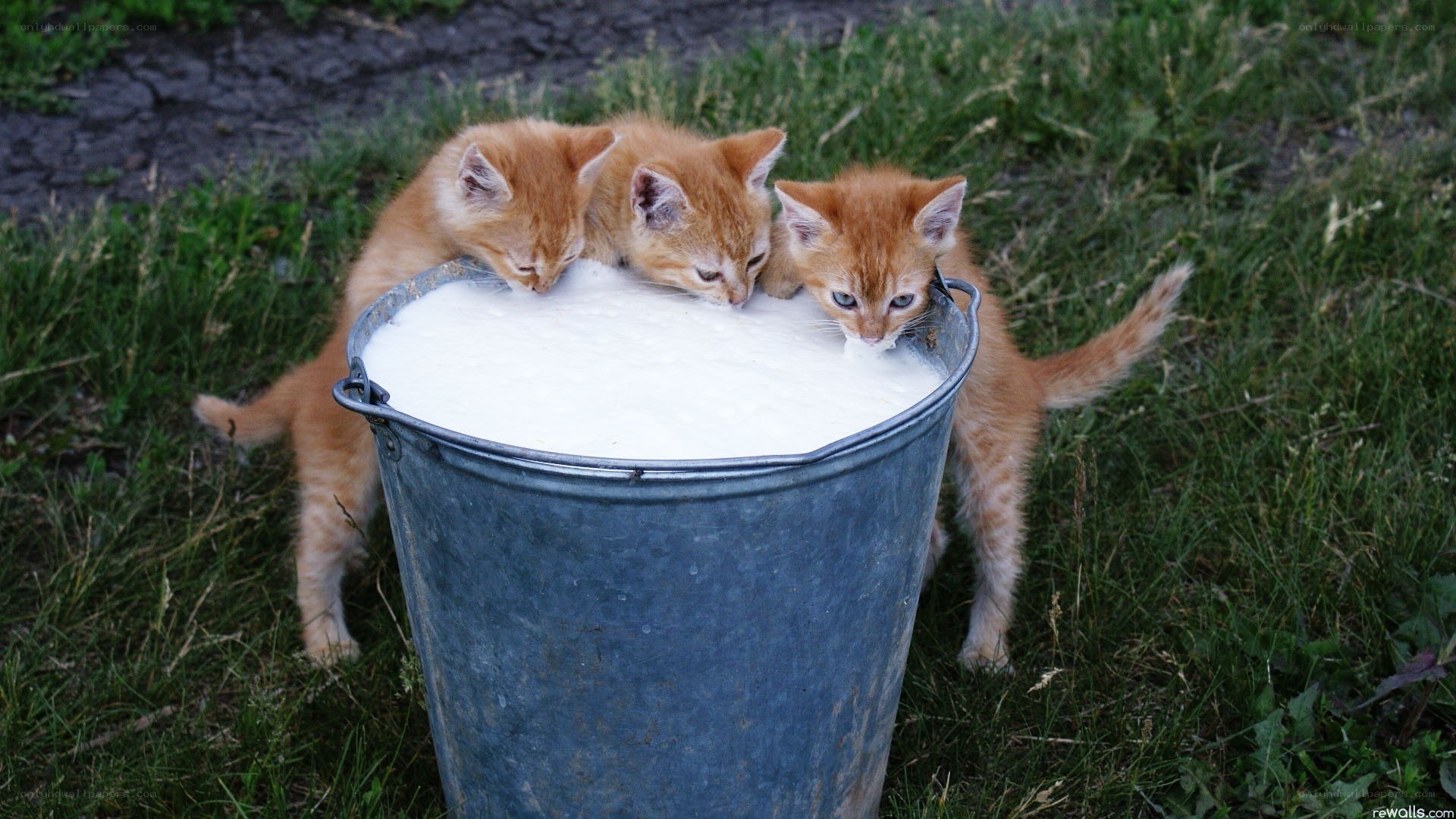 kittens drinking milk from a bucket