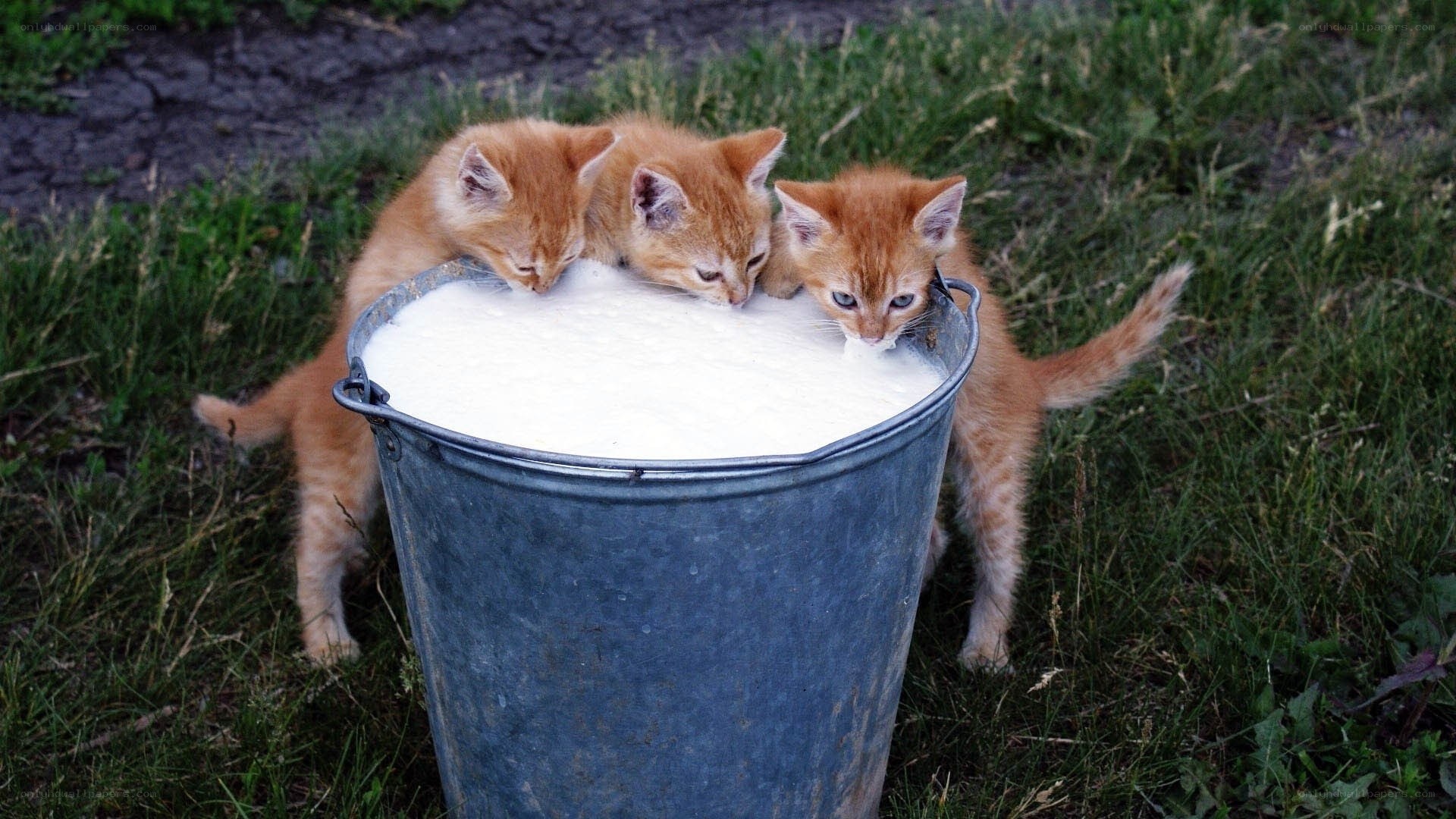 kittens drinking milk from a bucket