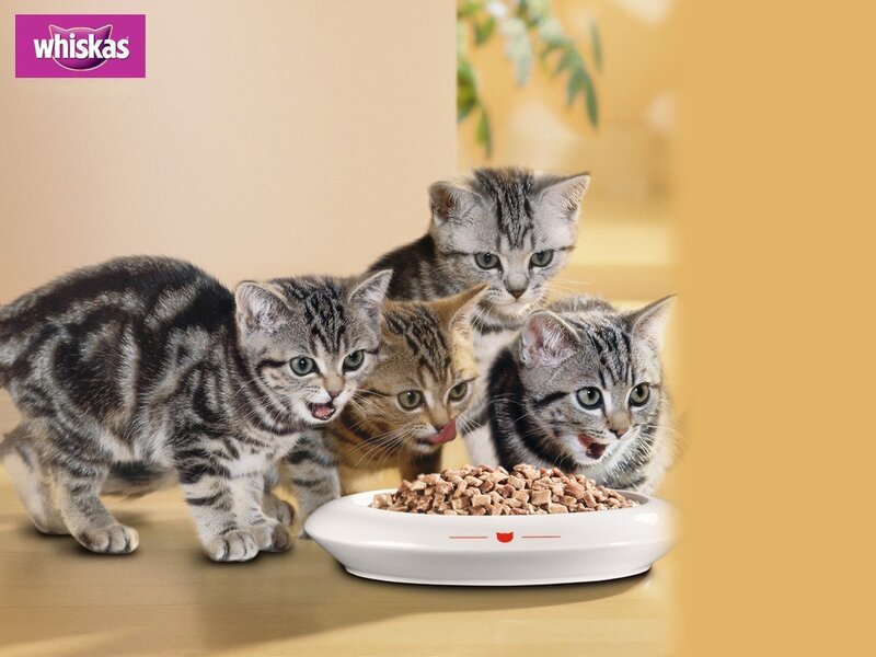 kittens eating cat food