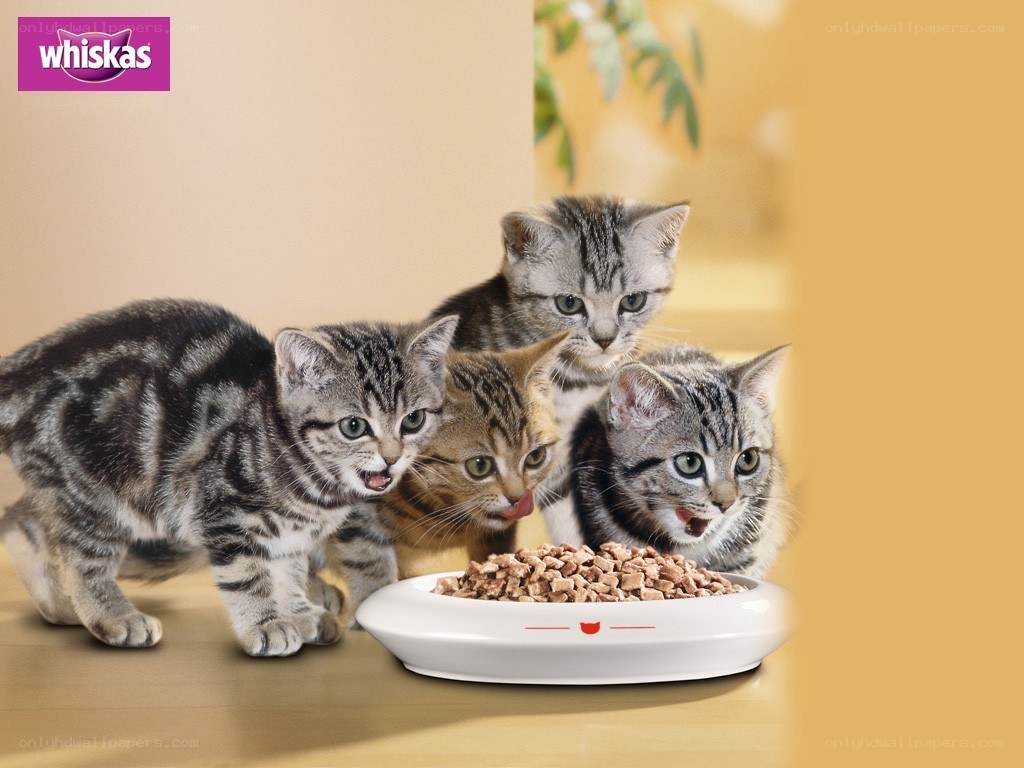 kittens eating cat food