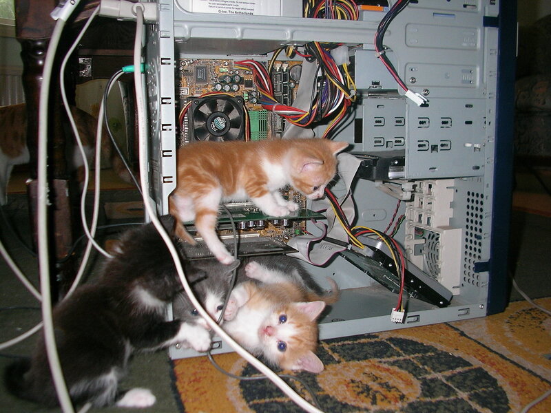 kittens exploring computer