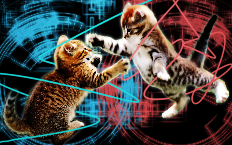 kittens fighting in digital space