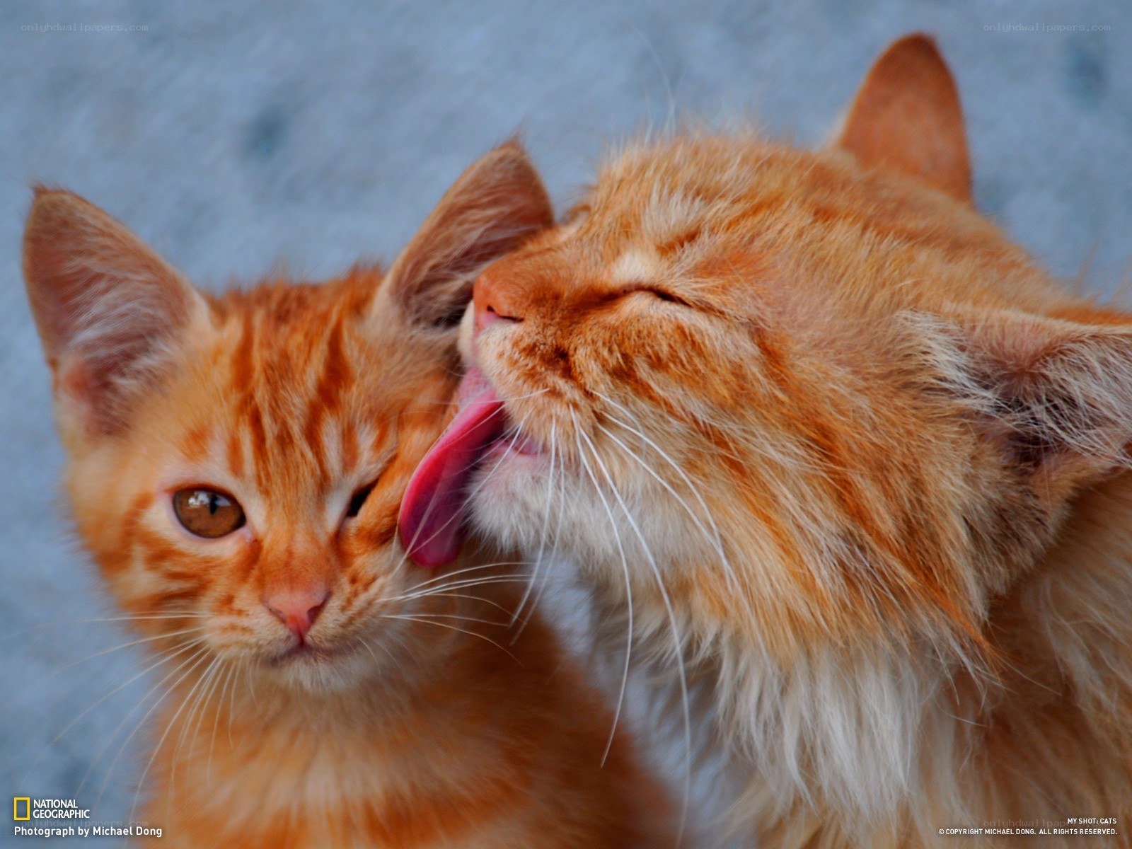 Kittens grooming each other