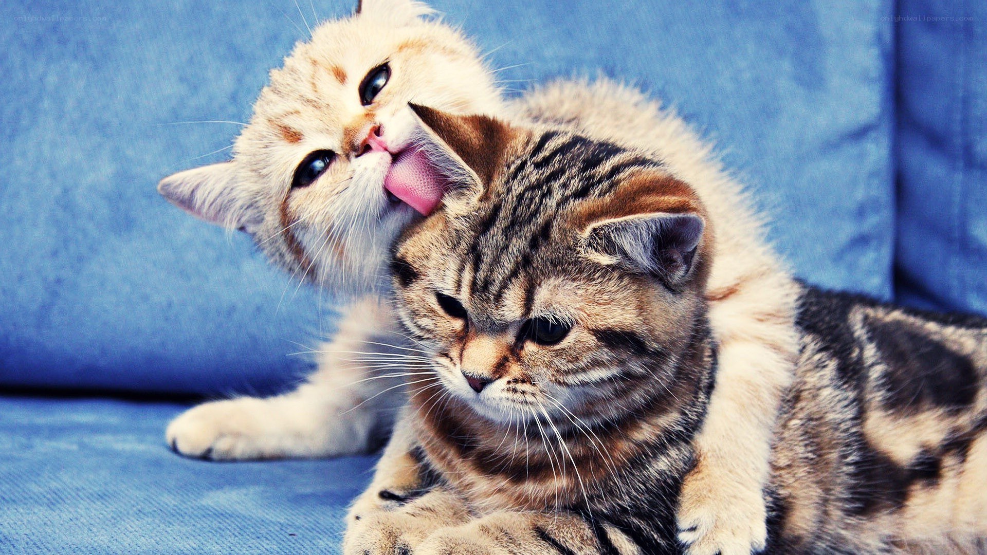 kittens grooming each other