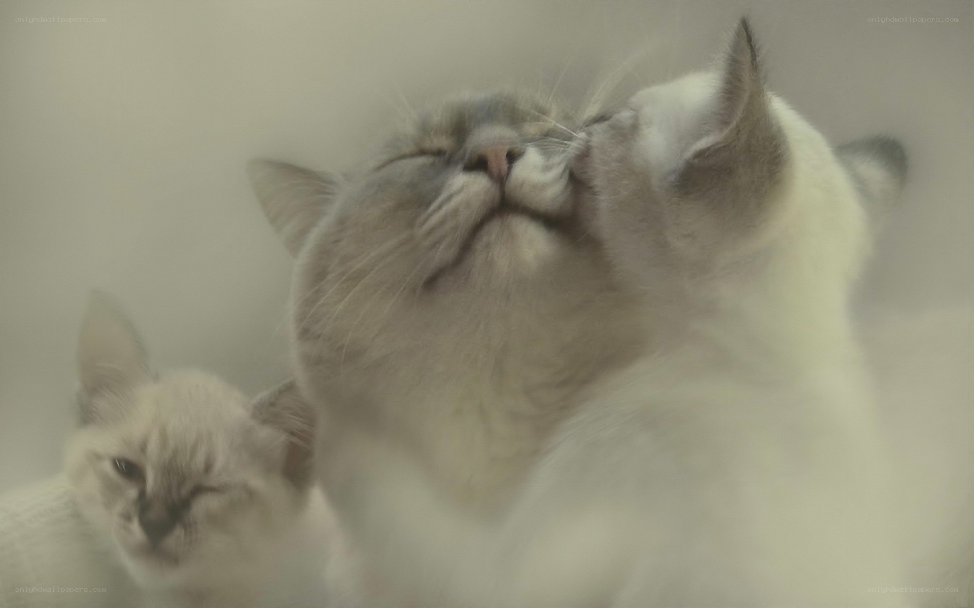 kittens grooming each other