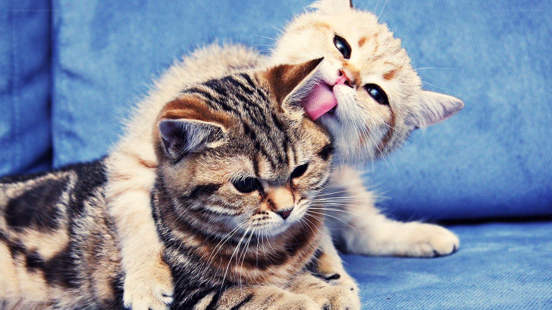 kittens grooming each other