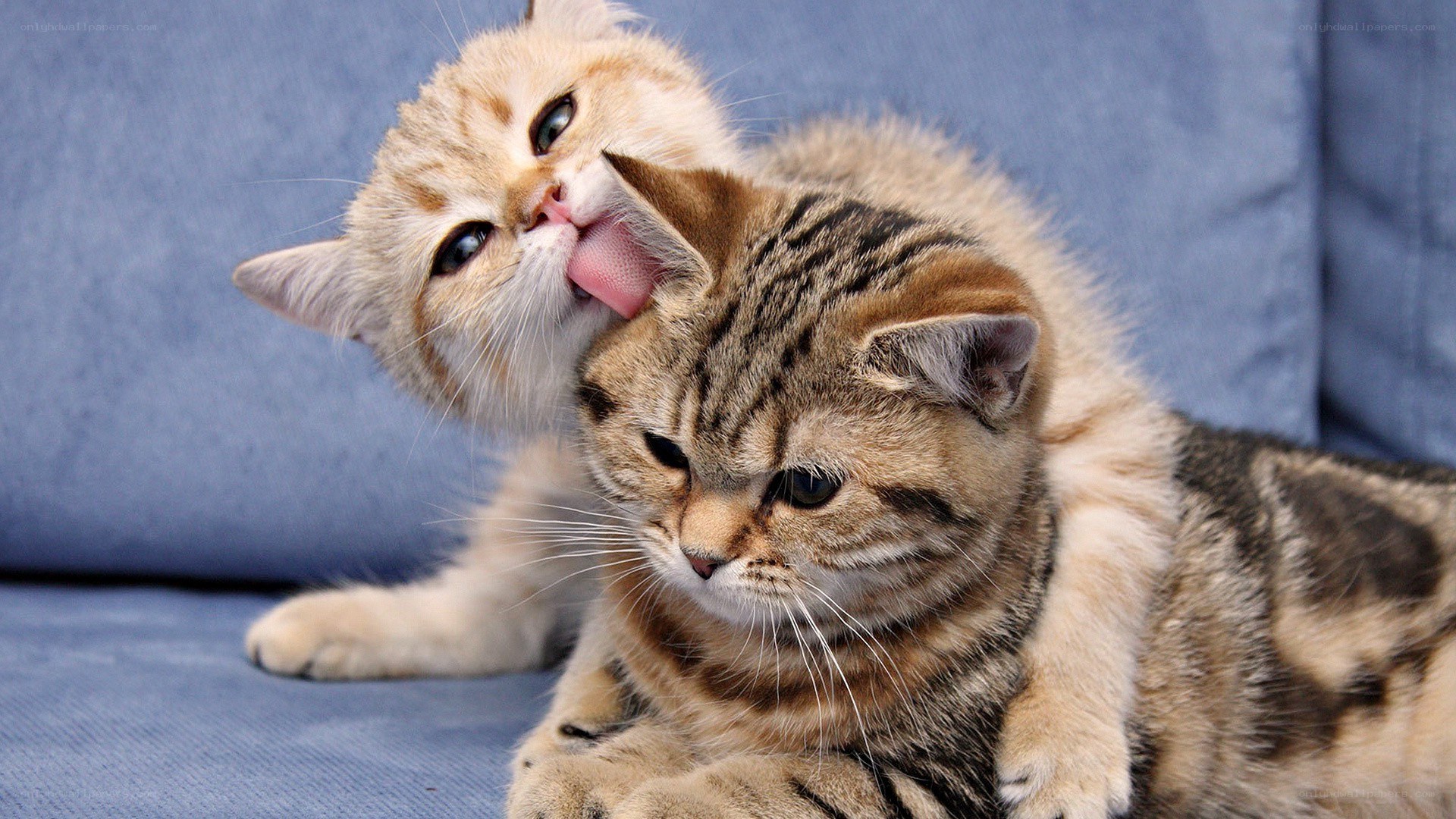 kittens grooming each other