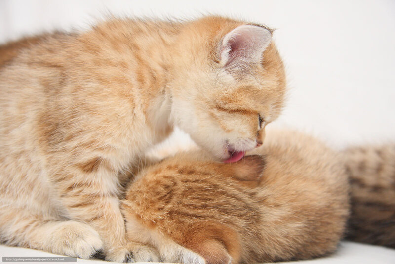 kittens grooming each other