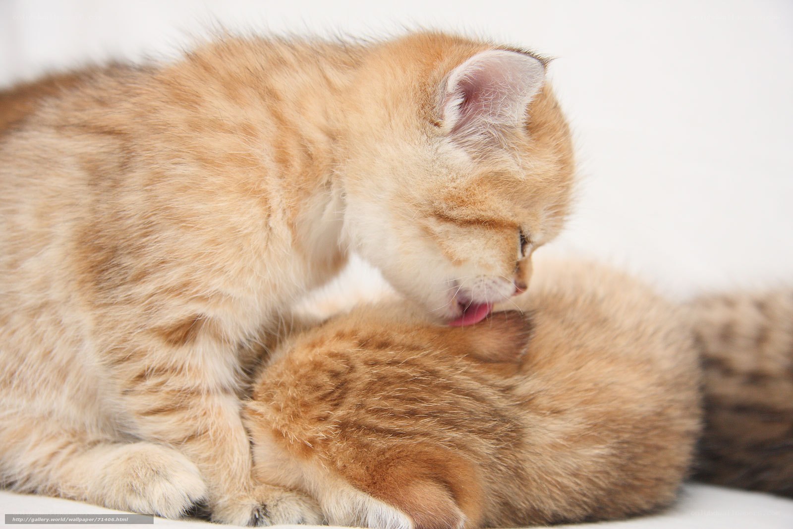 kittens grooming each other