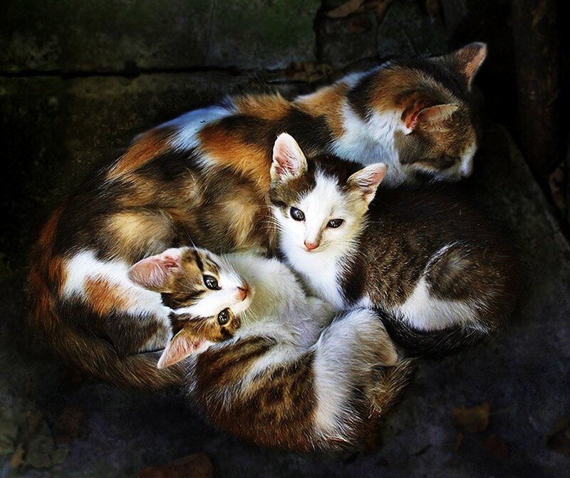 kittens huddled together