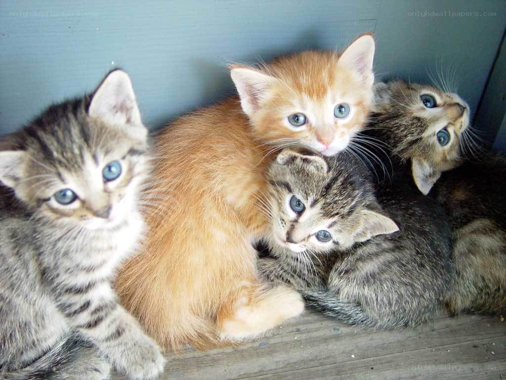 kittens huddled together