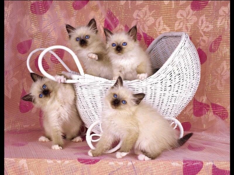 kittens in a baby carriage