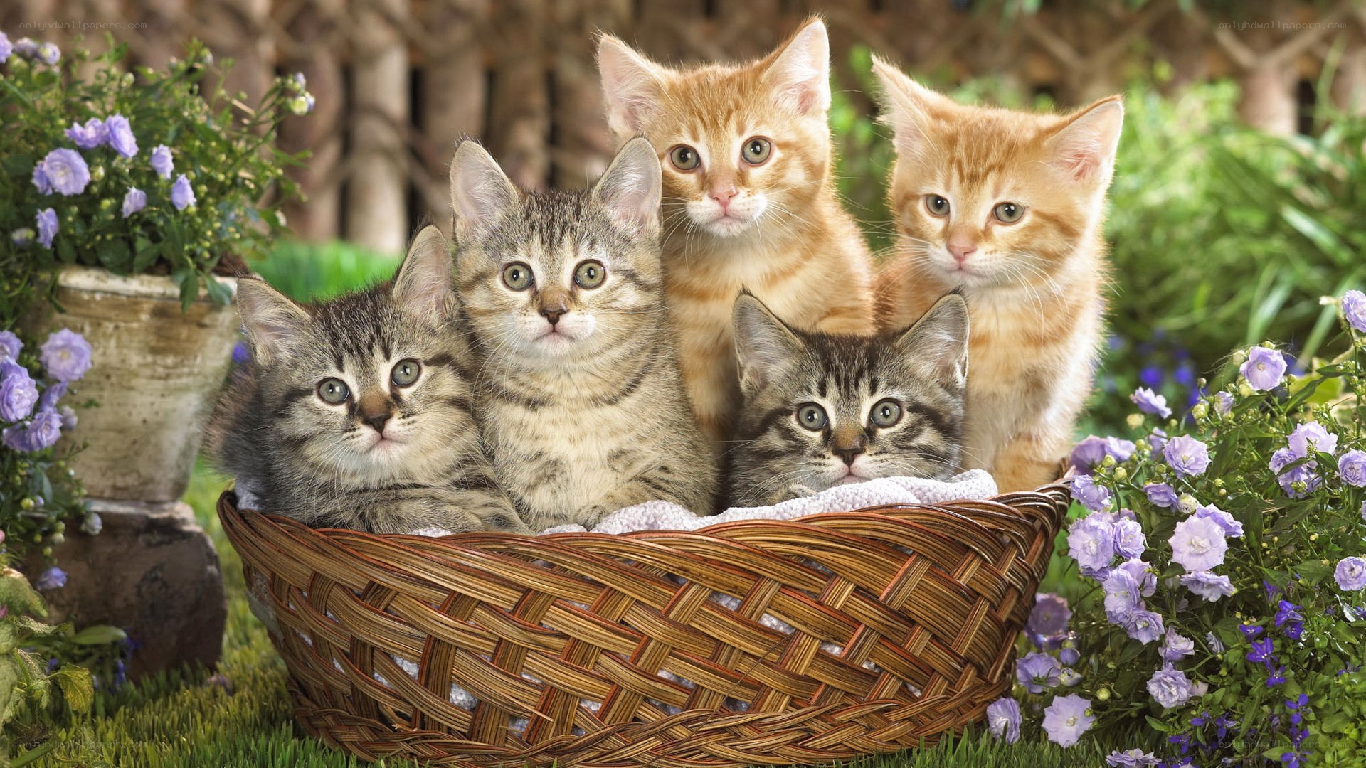 kittens in a basket