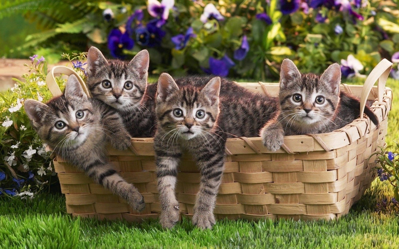 kittens in a basket