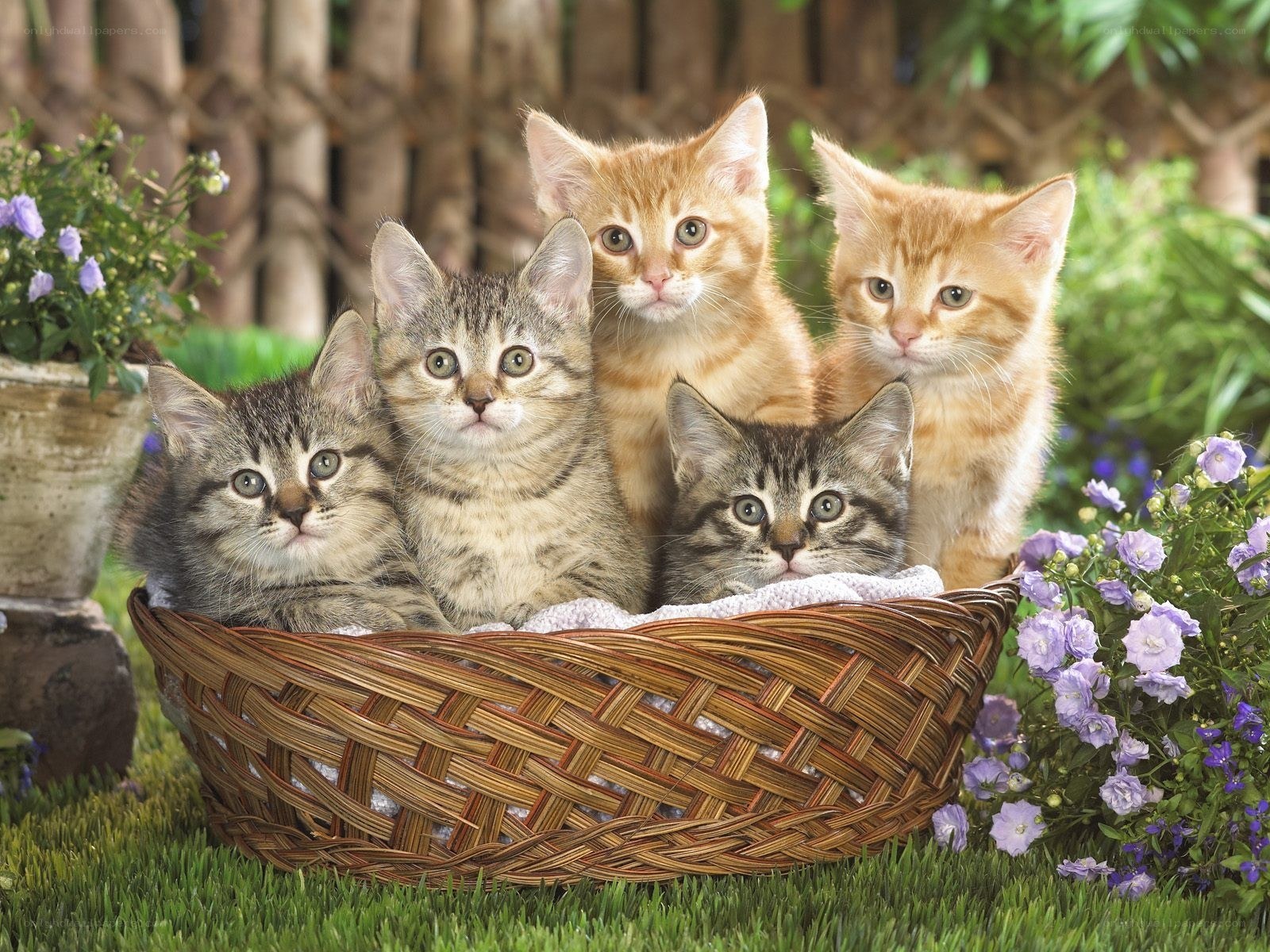 Kittens in a basket