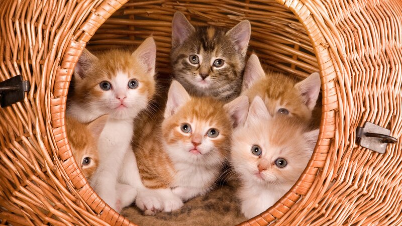 kittens in a basket