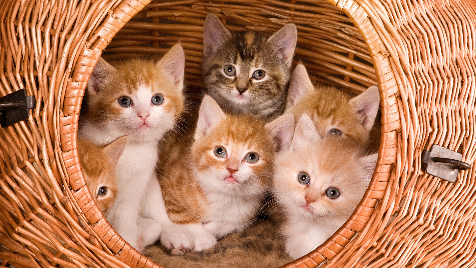kittens in a basket