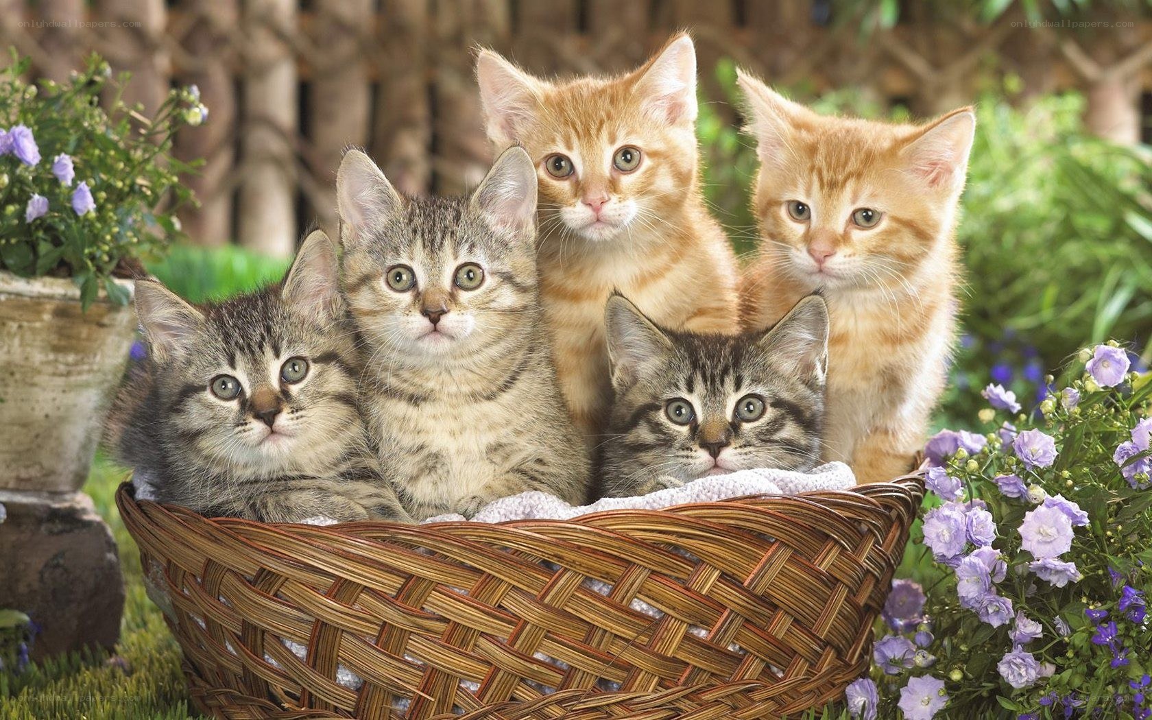 kittens in a basket