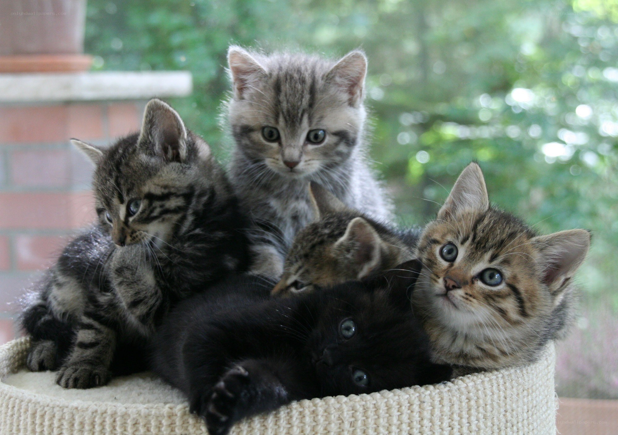 kittens in a basket