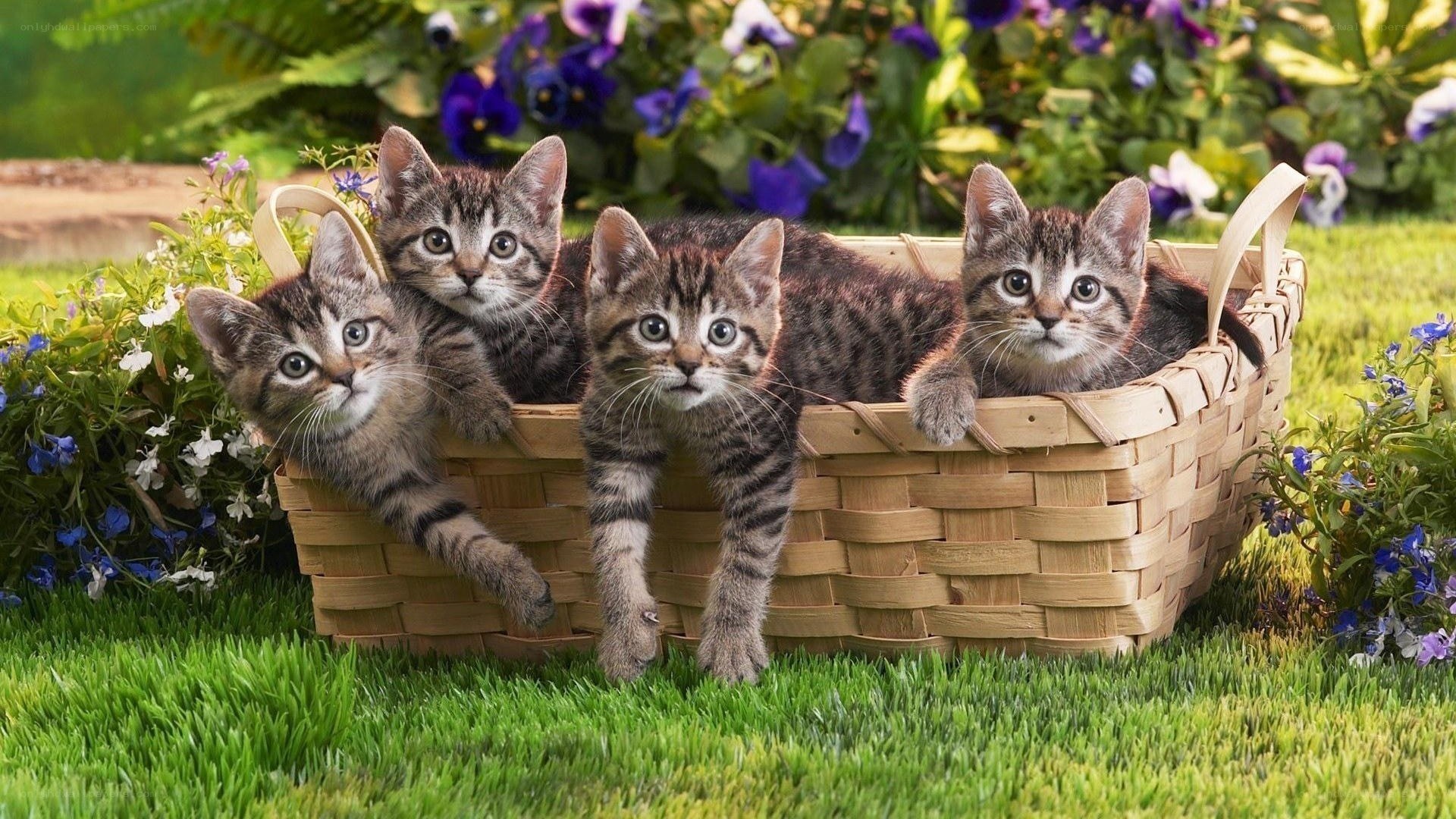 kittens in a basket