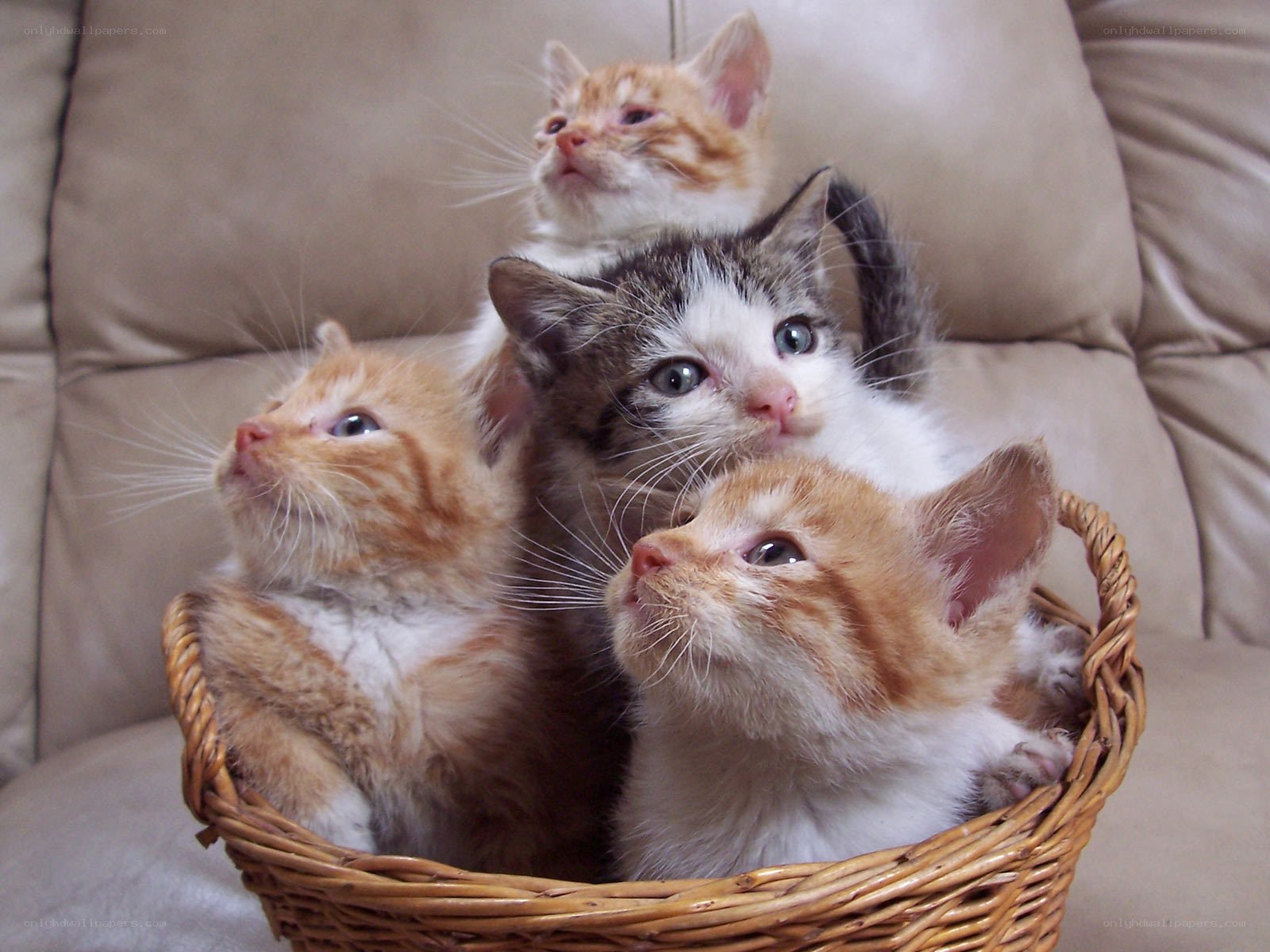 kittens in a basket