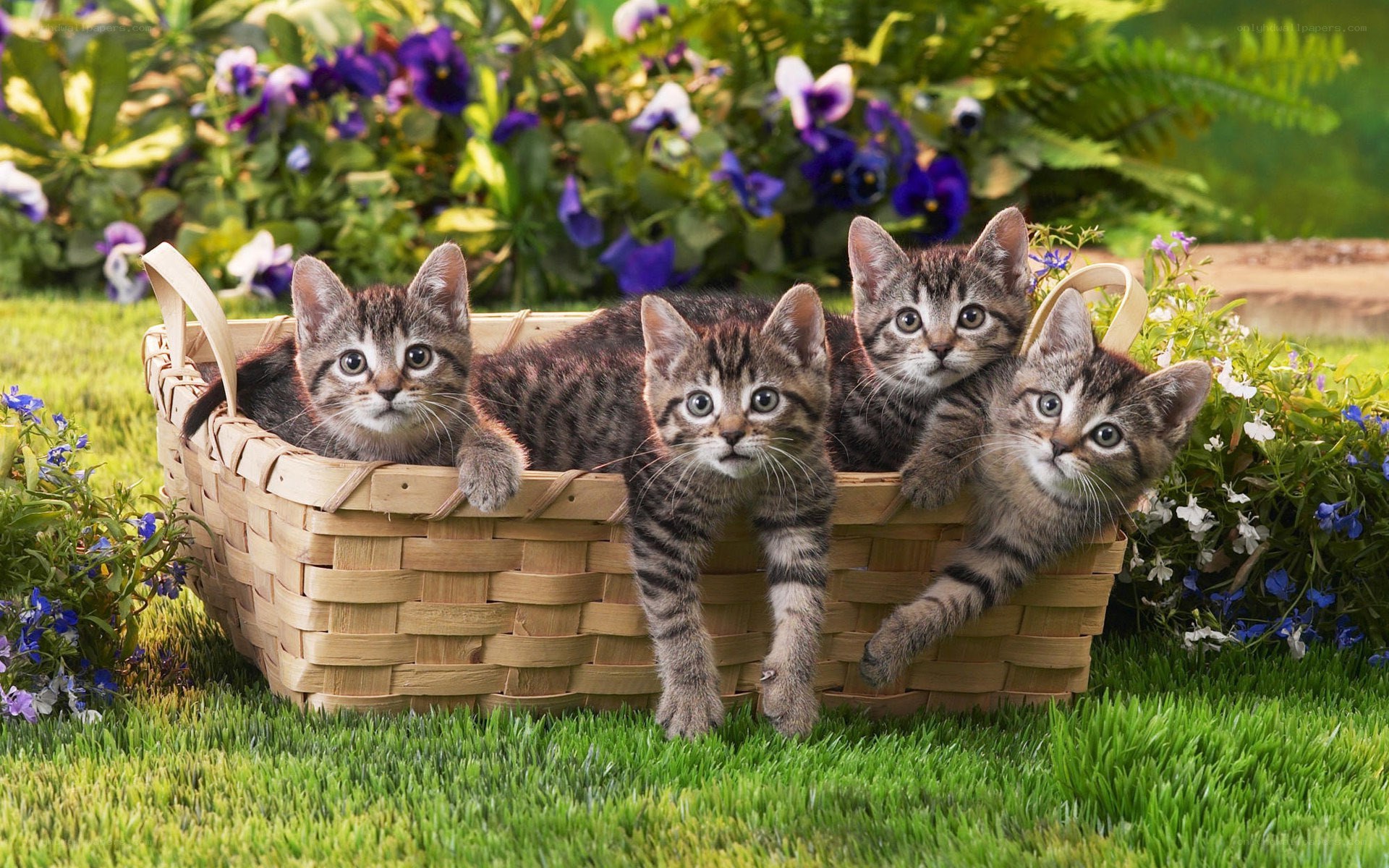 kittens in a basket