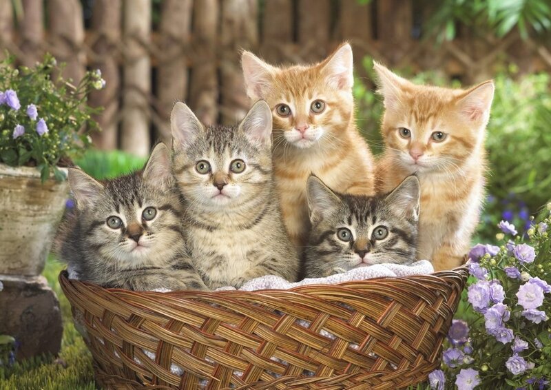 kittens in a basket