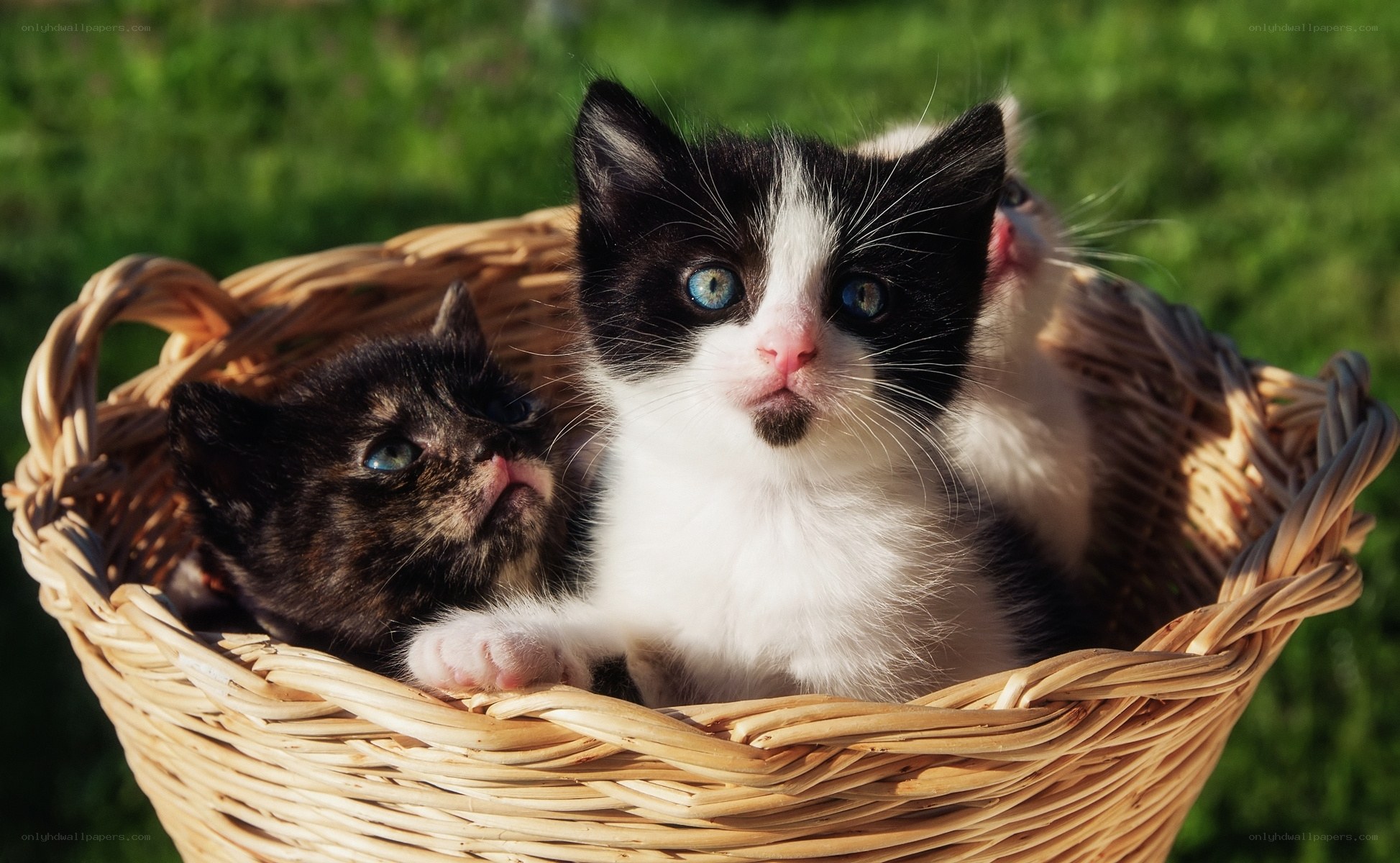 kittens in a basket