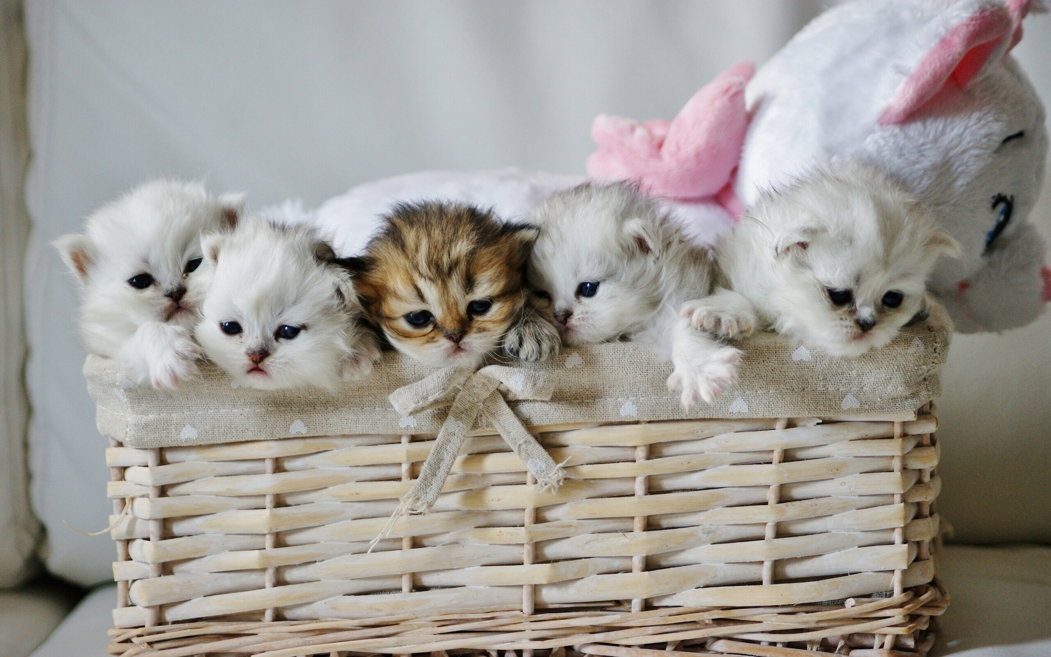 kittens in a basket