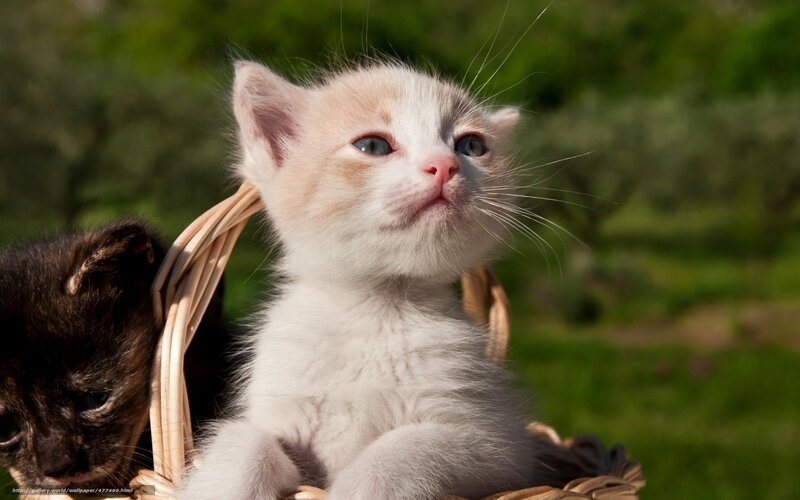 kittens in a basket