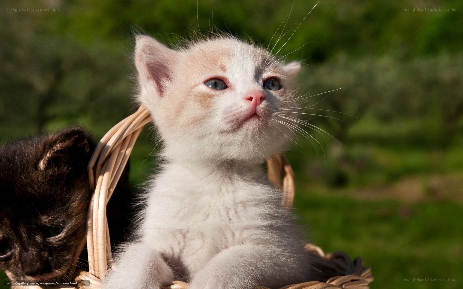 kittens in a basket