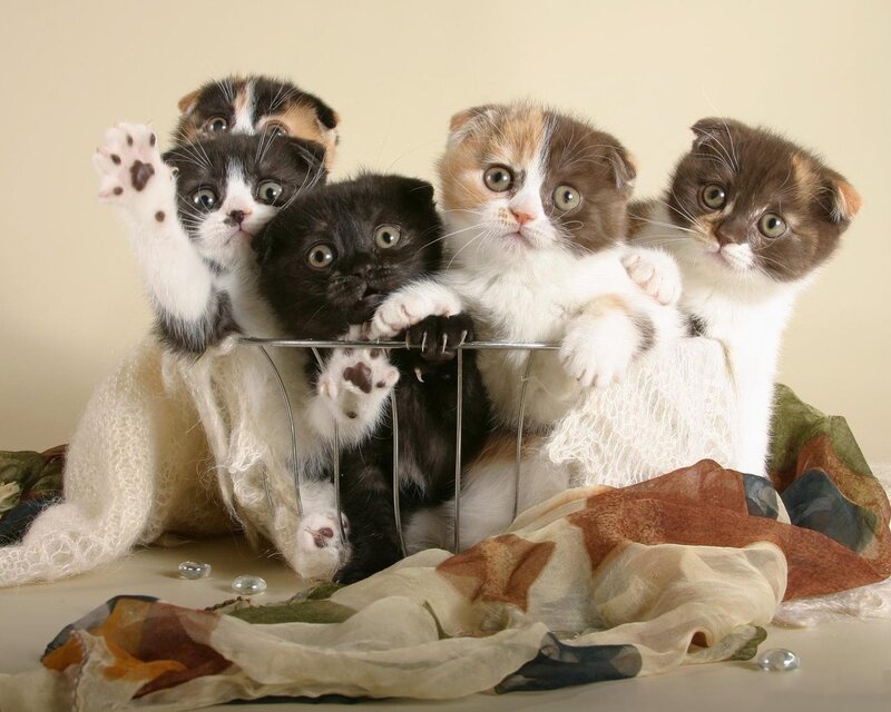 kittens in a basket