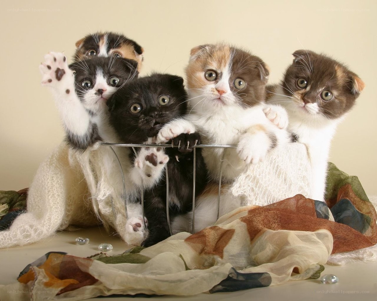 kittens in a basket