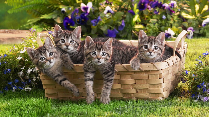 kittens in a basket