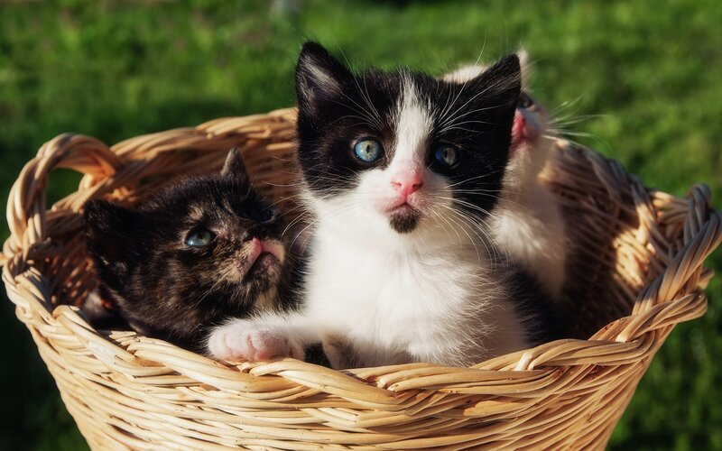 Kittens in a Basket — Brown, Calm, Afternoon, Photograph, Grass, Green